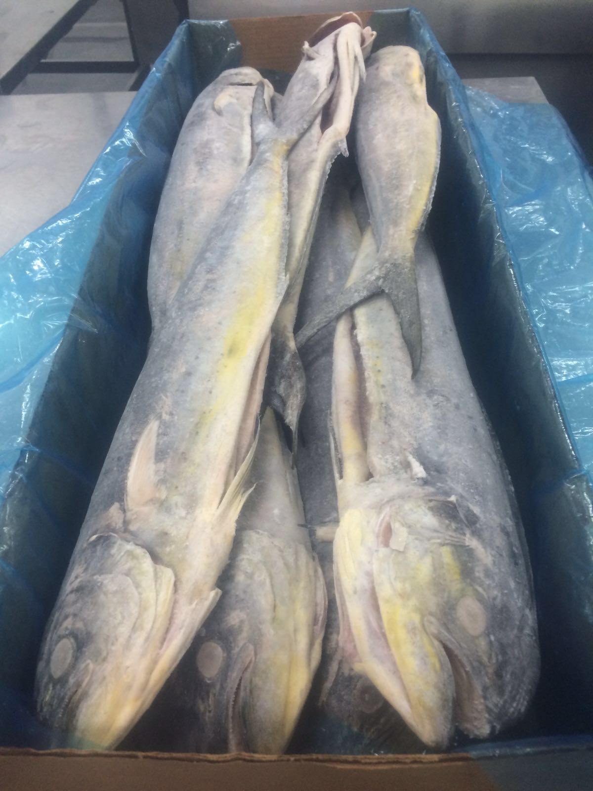 Mahi Mahi